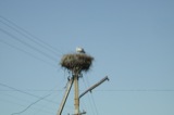 Nests