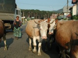 Cows