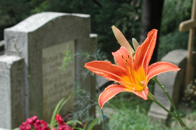 Lilies