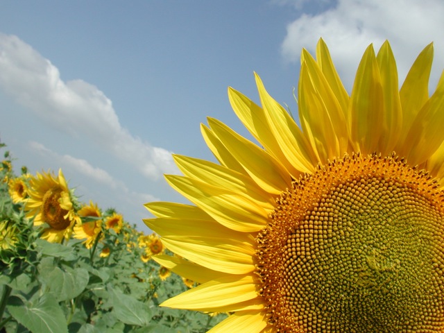 Sunflowers