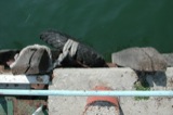 Docks