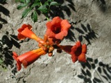 Bulgaria