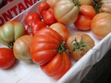 Tomatoes