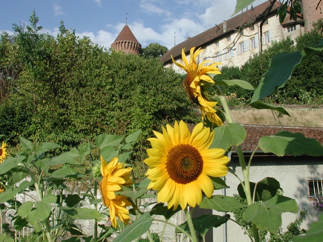 Geneva