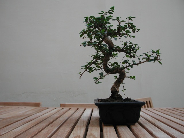 Bonsai