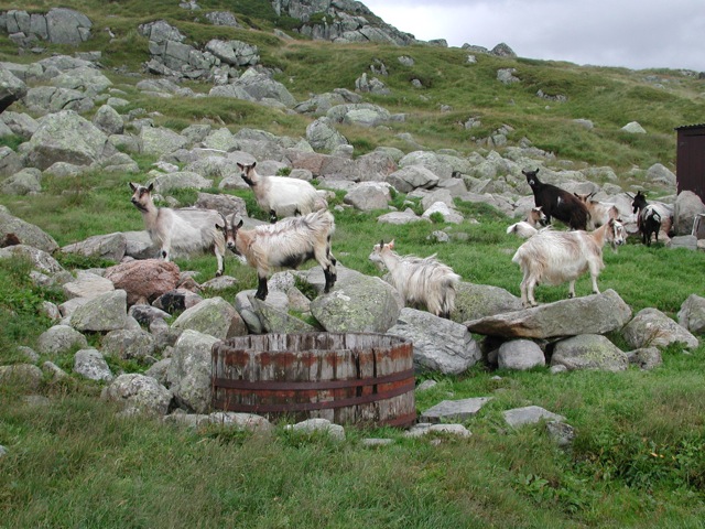 Goats
