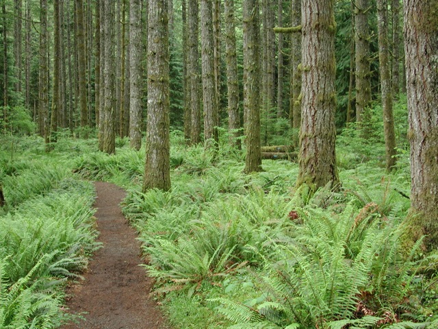 Silver Falls State Park