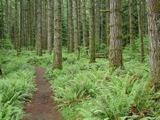 Silver Falls State Park