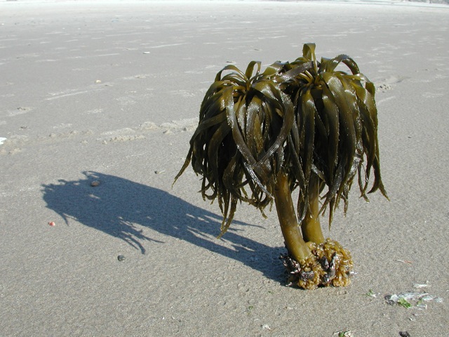 Kelp