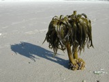 Kelp