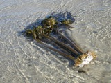 Kelp