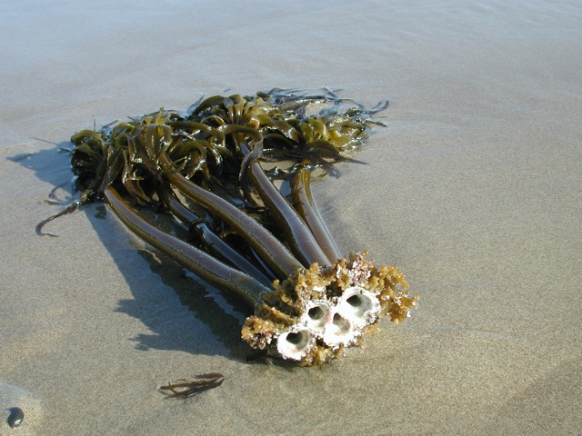 Kelp