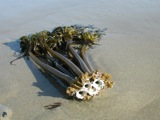 Kelp