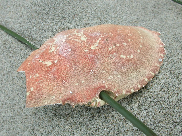 Lincoln City