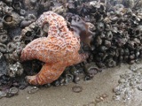 Lincoln City