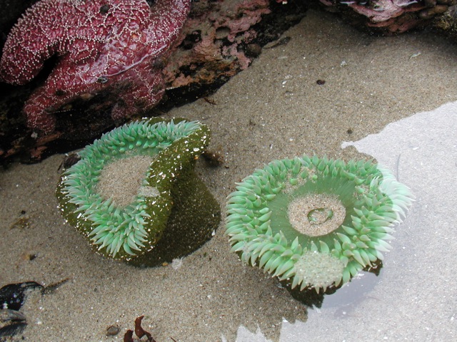 Anemones