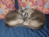 Couches