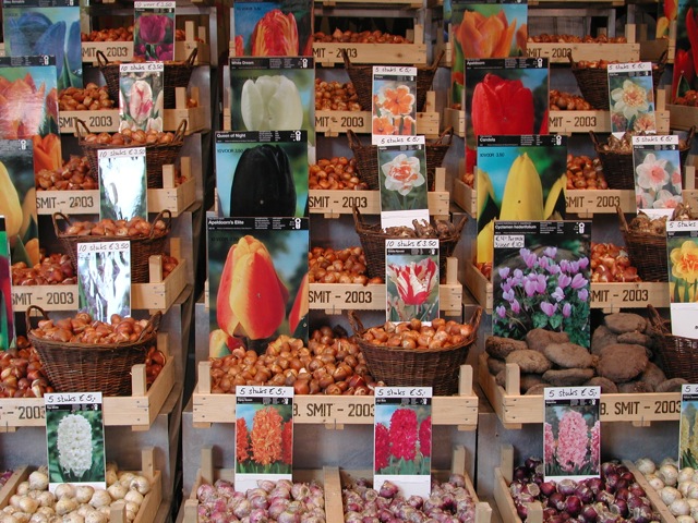 Bulbs