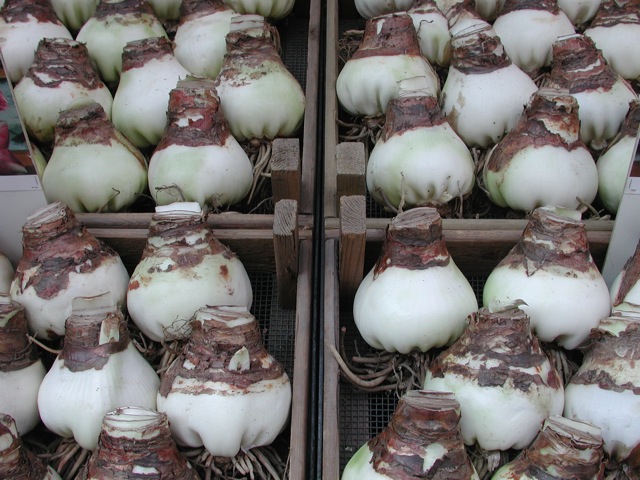 Bulbs