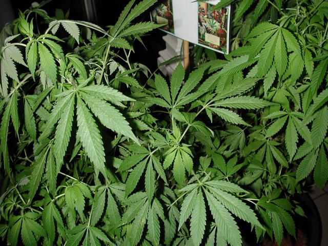 Marijuana