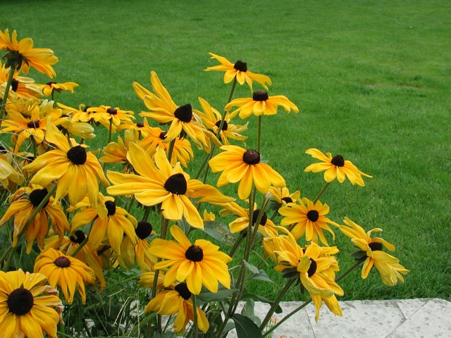 Black-Eyed Susans