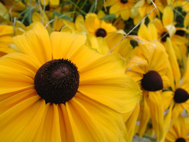Black-Eyed Susans