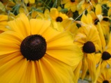 Black-Eyed Susans