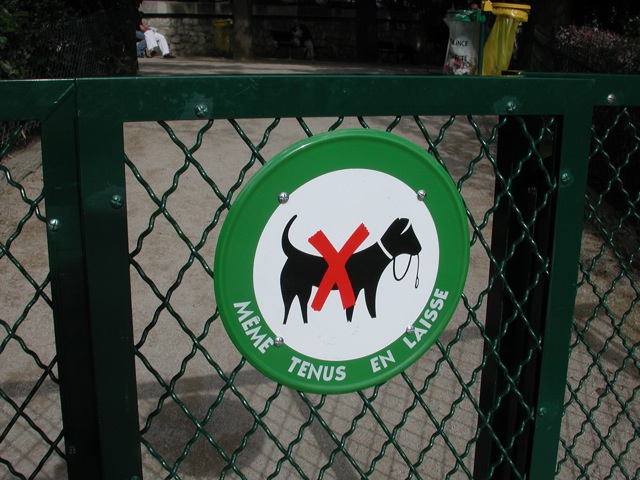 Dogs