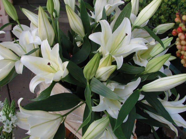 Lilies