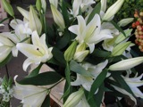 Lilies