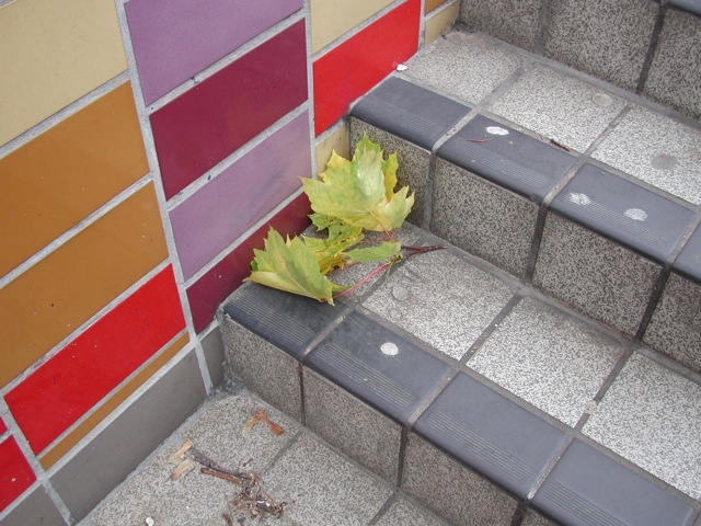 Leaves