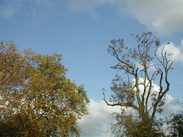 Trees