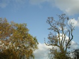 Regent's Park
