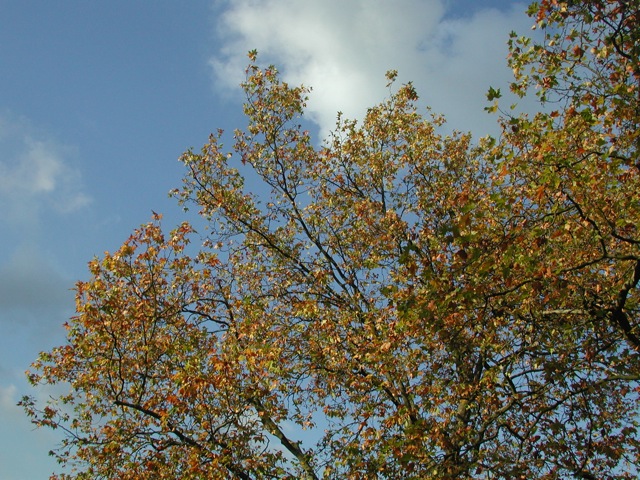 Trees