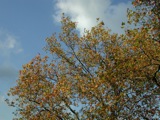 Regent's Park