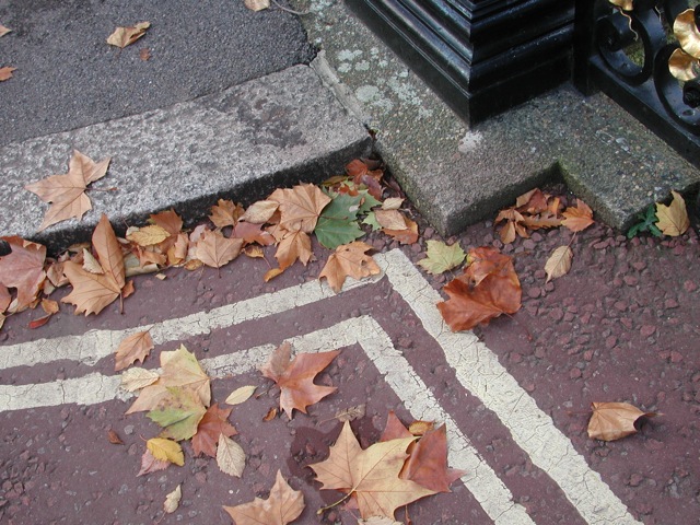 Leaves