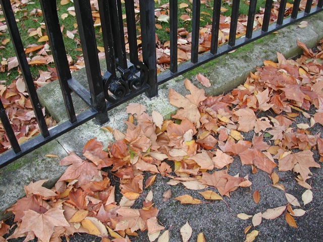 Leaves