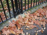 Leaves