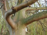 Trees