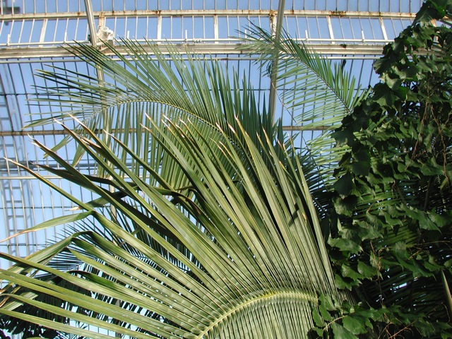 Palm Trees