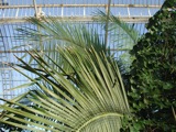 Palm Trees