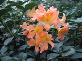 Kew Gardens
