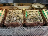 Oysters