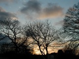 Trees