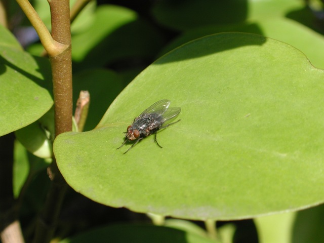 Leaves