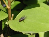Leaves