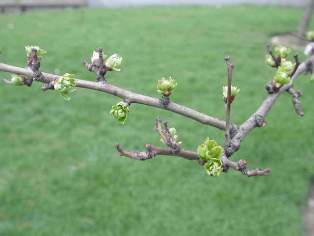 Green Park