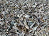 Invertebrates