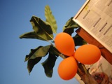 Decoration