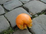 Gouda